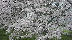 ochiai2-20250426181110.jpg