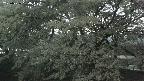 ochiai2-20250426184055.jpg