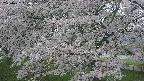 ochiai2-20250427050114.jpg