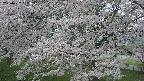 ochiai2-20250427051114.jpg