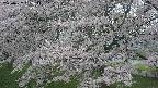 ochiai2-20250427052110.jpg