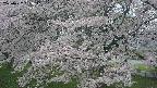 ochiai2-20250427053112.jpg