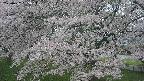 ochiai2-20250427055115.jpg