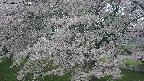 ochiai2-20250427060113.jpg