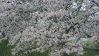 ochiai2-20250427061111.jpg