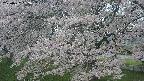 ochiai2-20250427062112.jpg