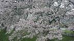 ochiai2-20250427063117.jpg
