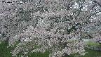 ochiai2-20250427064109.jpg