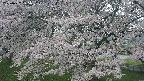 ochiai2-20250427065114.jpg