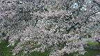 ochiai2-20250427070115.jpg