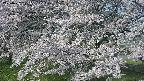 ochiai2-20250427071115.jpg