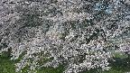 ochiai2-20250427072114.jpg