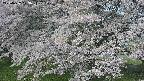 ochiai2-20250427073118.jpg