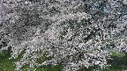 ochiai2-20250427074119.jpg