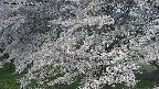 ochiai2-20250427075123.jpg