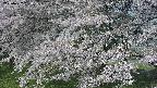 ochiai2-20250427080125.jpg