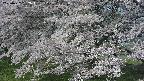 ochiai2-20250427082110.jpg