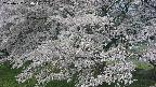 ochiai2-20250427084114.jpg