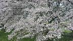 ochiai2-20250427085118.jpg