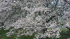 ochiai2-20250427090113.jpg