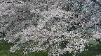 ochiai2-20250427092109.jpg