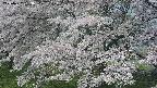 ochiai2-20250427093111.jpg