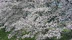 ochiai2-20250427095113.jpg