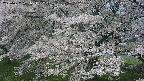 ochiai2-20250427101115.jpg
