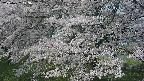 ochiai2-20250427103119.jpg