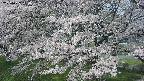 ochiai2-20250427104115.jpg