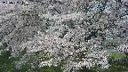 ochiai2-20250427110113.jpg
