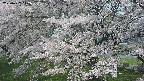 ochiai2-20250427112118.jpg