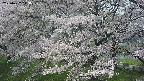 ochiai2-20250427113118.jpg
