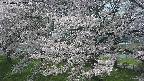 ochiai2-20250427114119.jpg