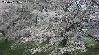 ochiai2-20250427115114.jpg