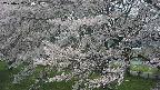 ochiai2-20250427120121.jpg