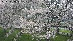 ochiai2-20250427123111.jpg