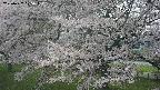 ochiai2-20250427125111.jpg