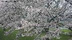 ochiai2-20250427130114.jpg