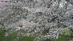ochiai2-20250427131108.jpg