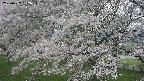ochiai2-20250427132114.jpg
