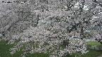 ochiai2-20250427141111.jpg