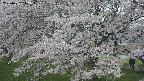 ochiai2-20250427142107.jpg