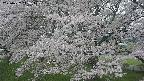 ochiai2-20250427143108.jpg