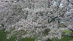 ochiai2-20250427144111.jpg