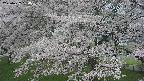 ochiai2-20250427150114.jpg