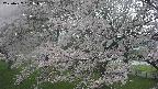 ochiai2-20250427151112.jpg
