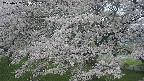 ochiai2-20250427153114.jpg