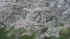 ochiai2-20250427154111.jpg