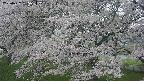 ochiai2-20250427155114.jpg